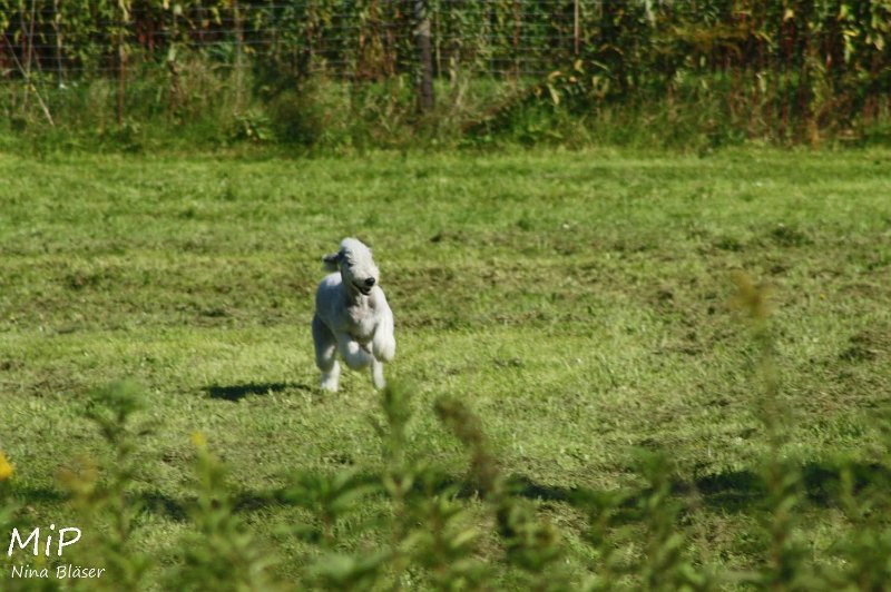 2010-10-03 Coursing-Training GE (20).jpg